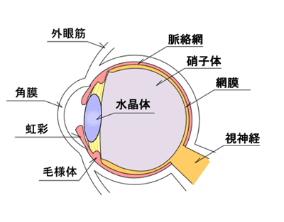 ものが見えるしくみ