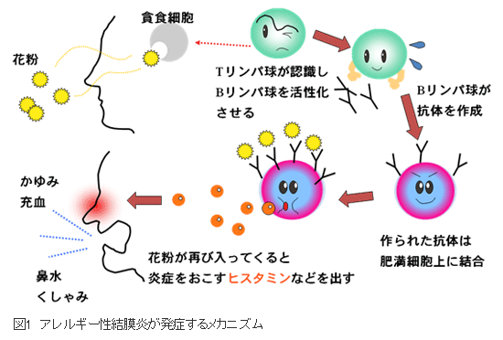 アレルギー性結膜炎・鼻炎発症メカニズム